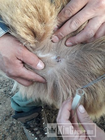 ДУНДГОВЬ АЙМГИЙН ЗӨСТӨВ ХАЧГААР ДАМЖИХ ХАЛДВАРЫН ТАНДАЛТ СУДАЛГААГ ГҮЙЦЭТГЭЛЭЭ.