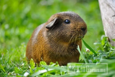 Дэлхий дээрх хамгийн богино настай 10 амьтан